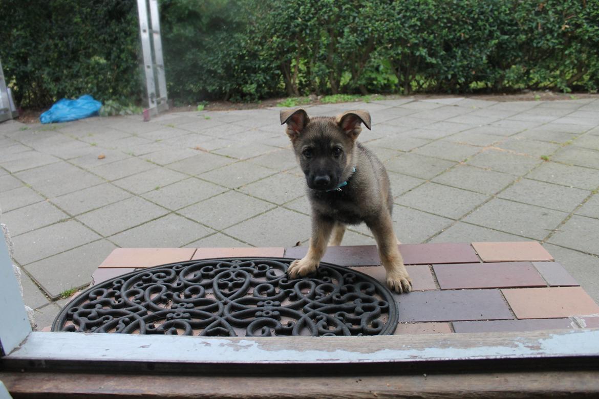 Schæferhund Jen-ager's Zam billede 12