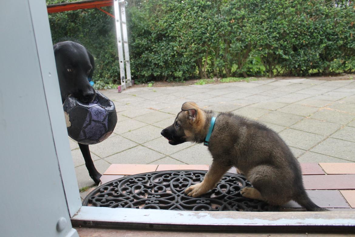 Schæferhund Jen-ager's Zam billede 13