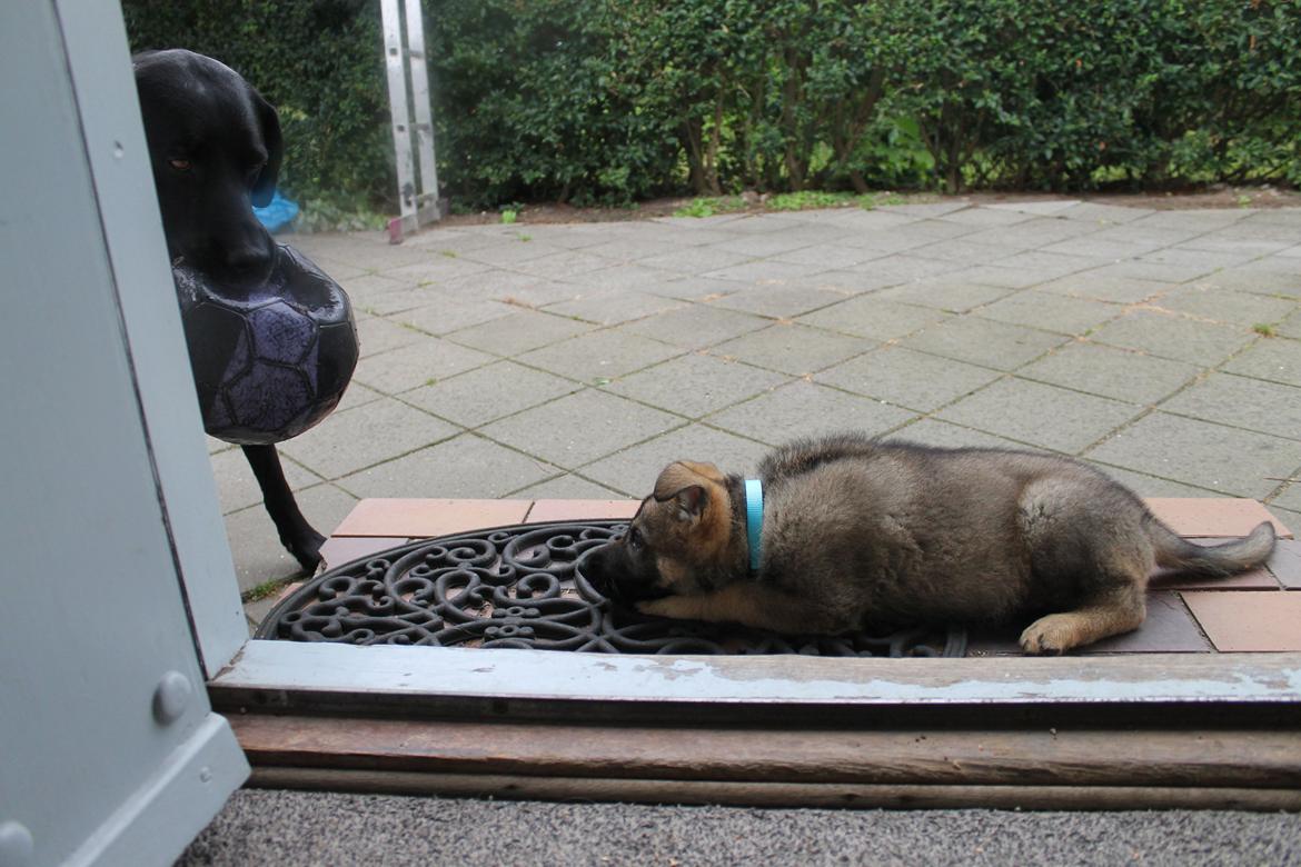 Schæferhund Jen-ager's Zam billede 14