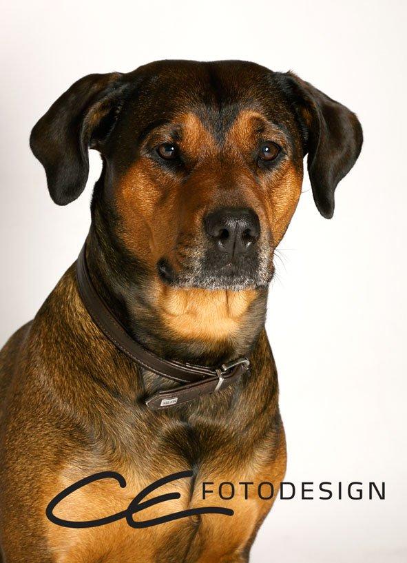 Blanding af racer Quila - 5 år og en smule gråmulet.  billede 3