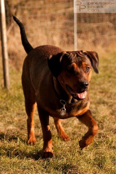 Blanding af racer Quila billede 8