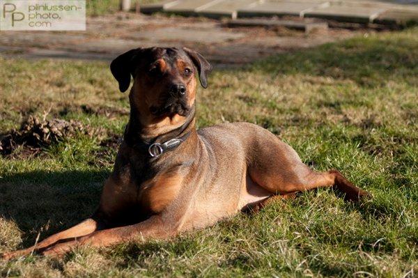 Blanding af racer Quila billede 7