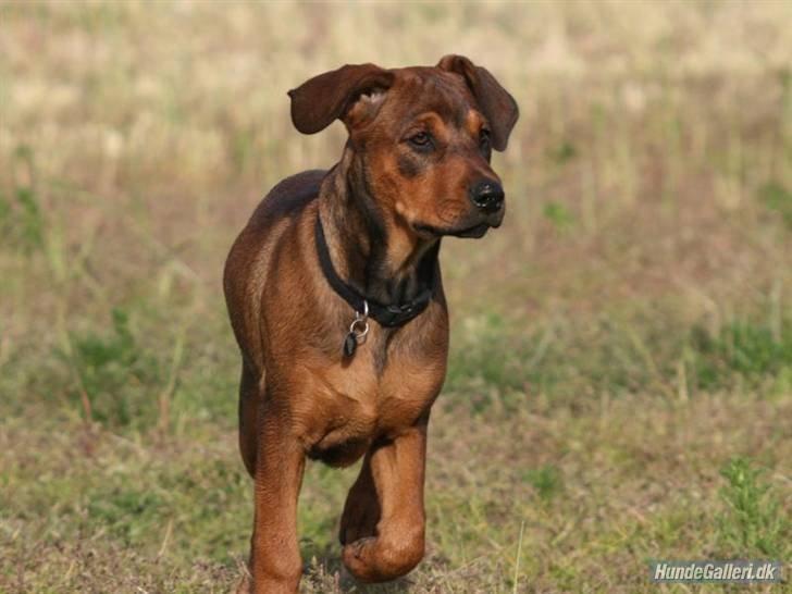 Blanding af racer Quila billede 26