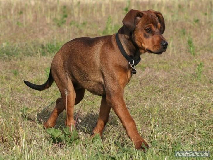 Blanding af racer Quila billede 27