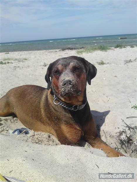 Blanding af racer Quila billede 15