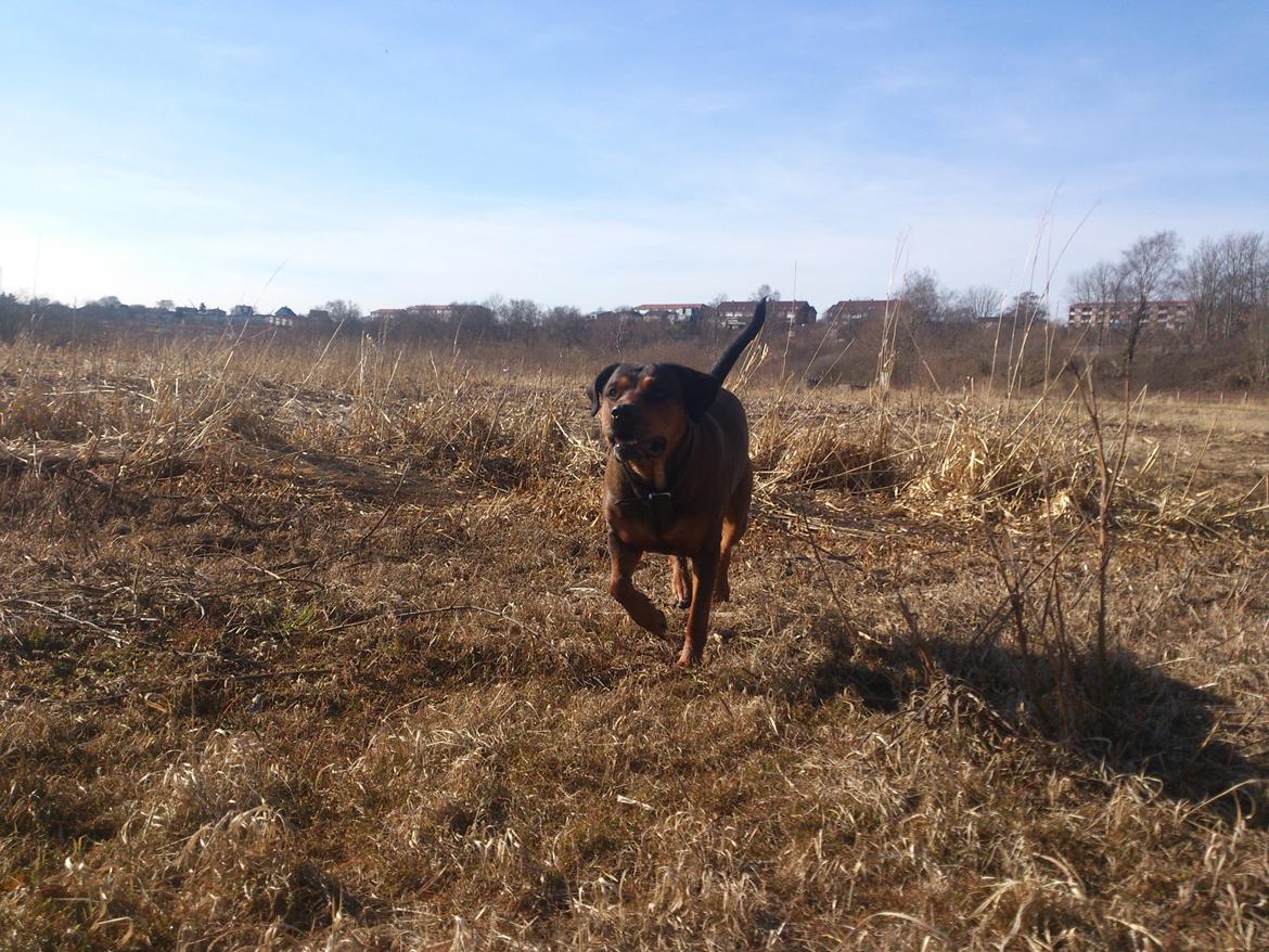 Blanding af racer Quila billede 5