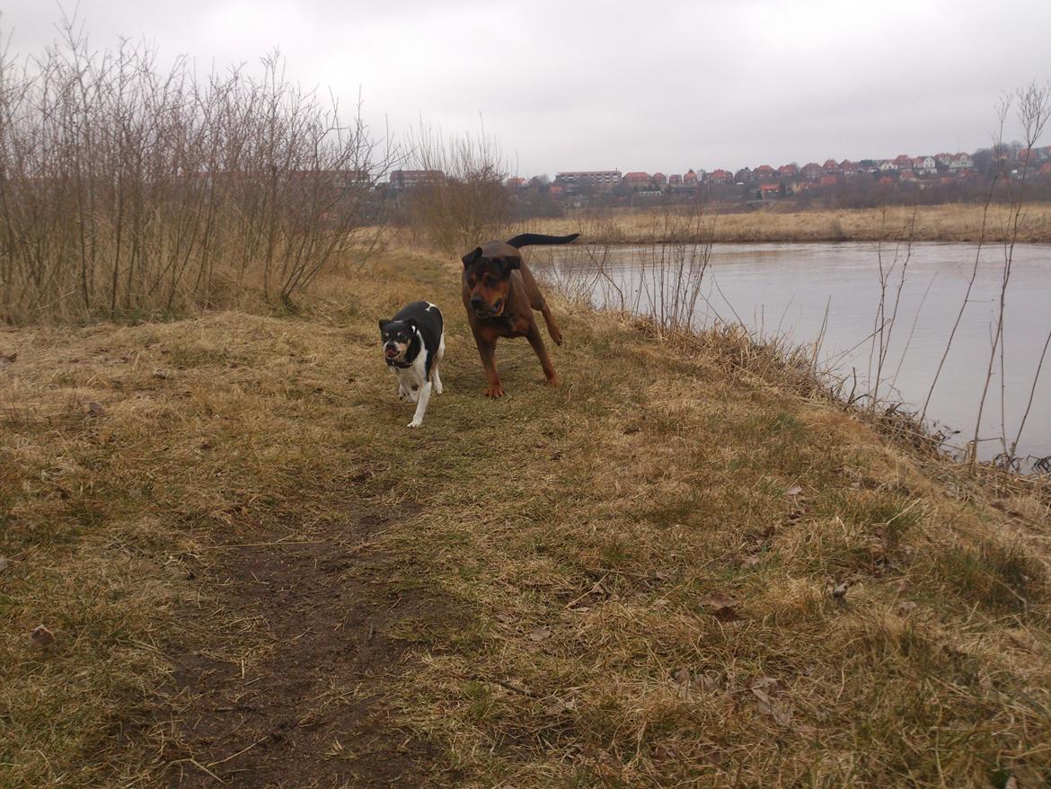 Blanding af racer Quila - Quila og hunden plet, som normelt ikke kan med andre hunde :-) billede 9