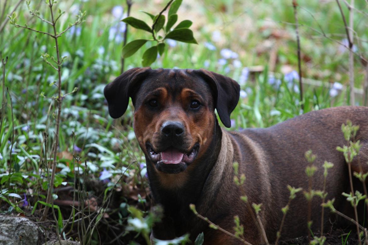 Blanding af racer Quila billede 4