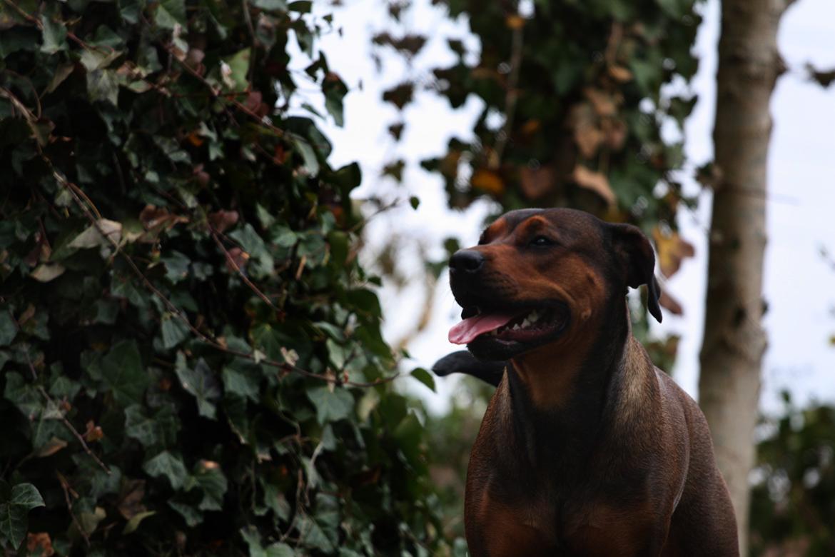 Blanding af racer Quila billede 6