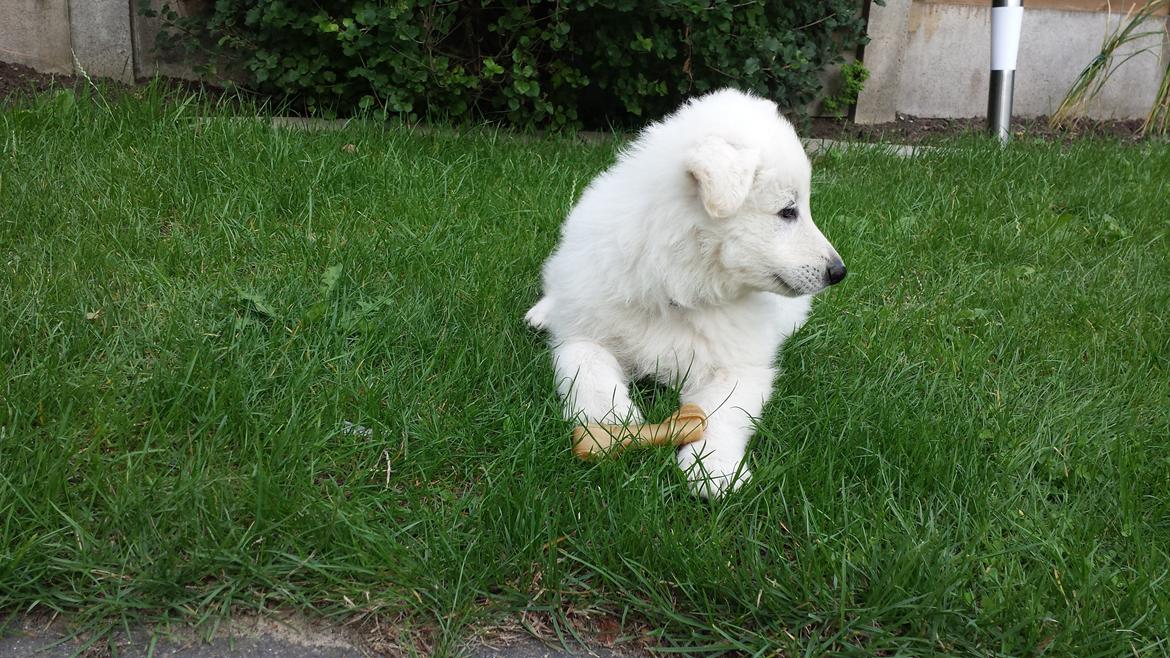 Hvid schæfer Kenzo billede 1