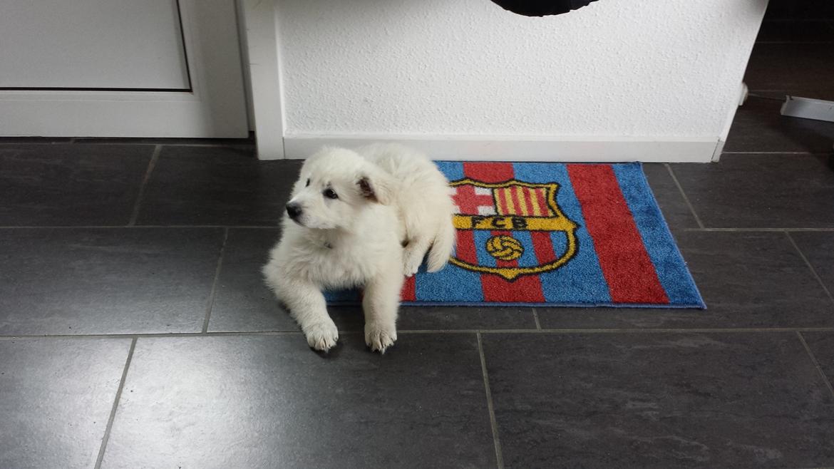 Hvid schæfer Kenzo billede 2