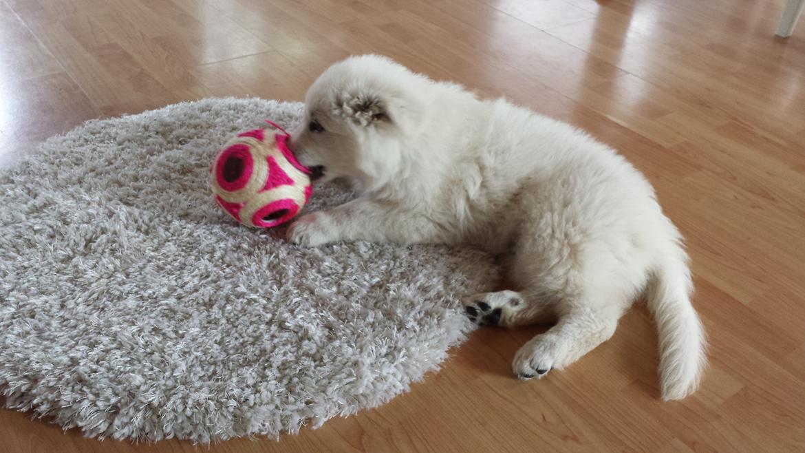 Hvid schæfer Kenzo billede 3