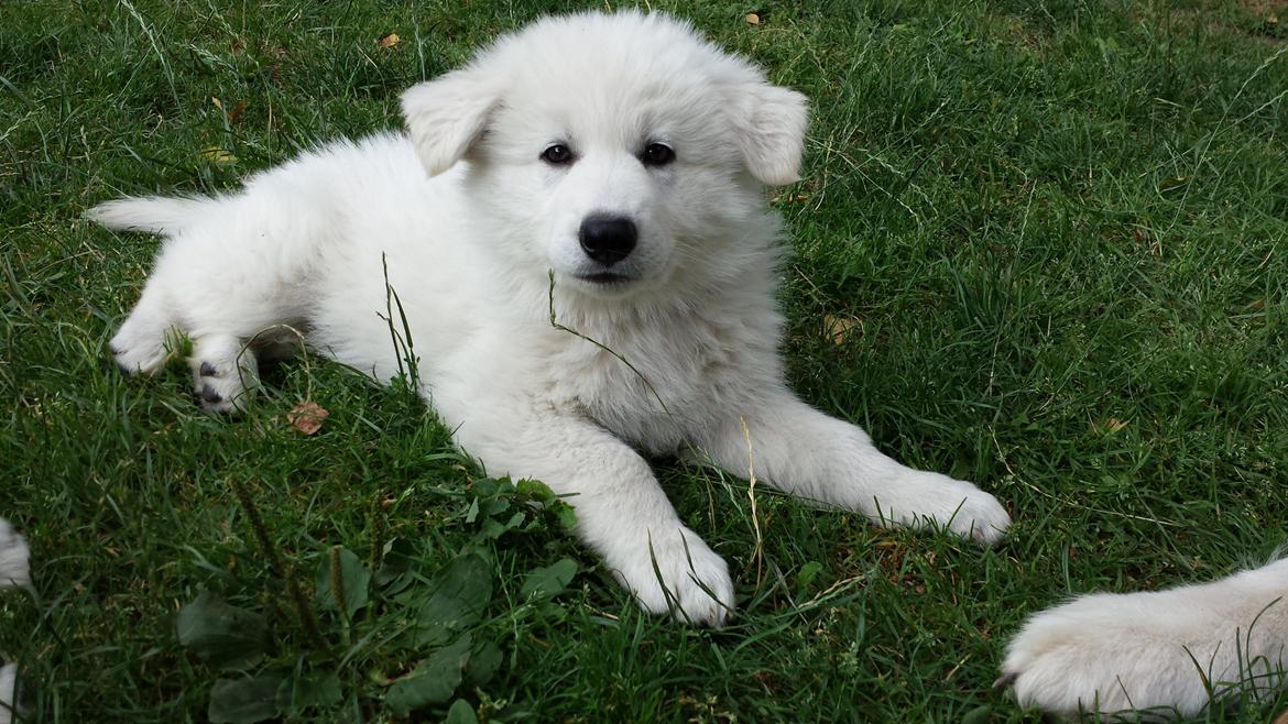 Hvid schæfer Kenzo billede 4