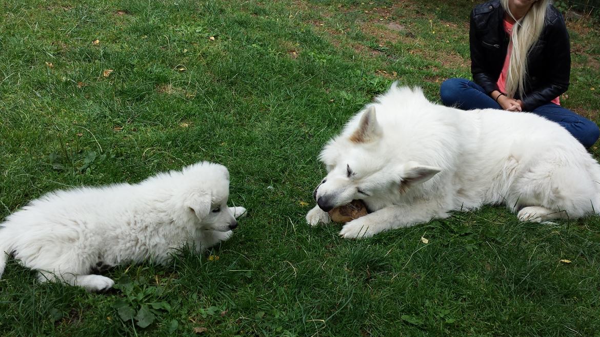 Hvid schæfer Kenzo billede 5