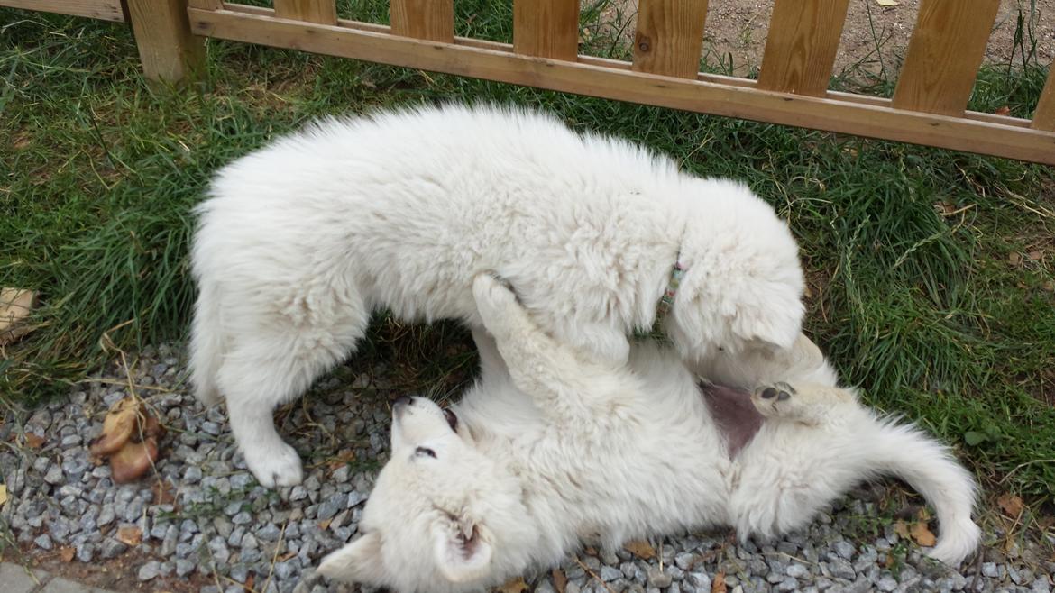 Hvid schæfer Kenzo billede 6