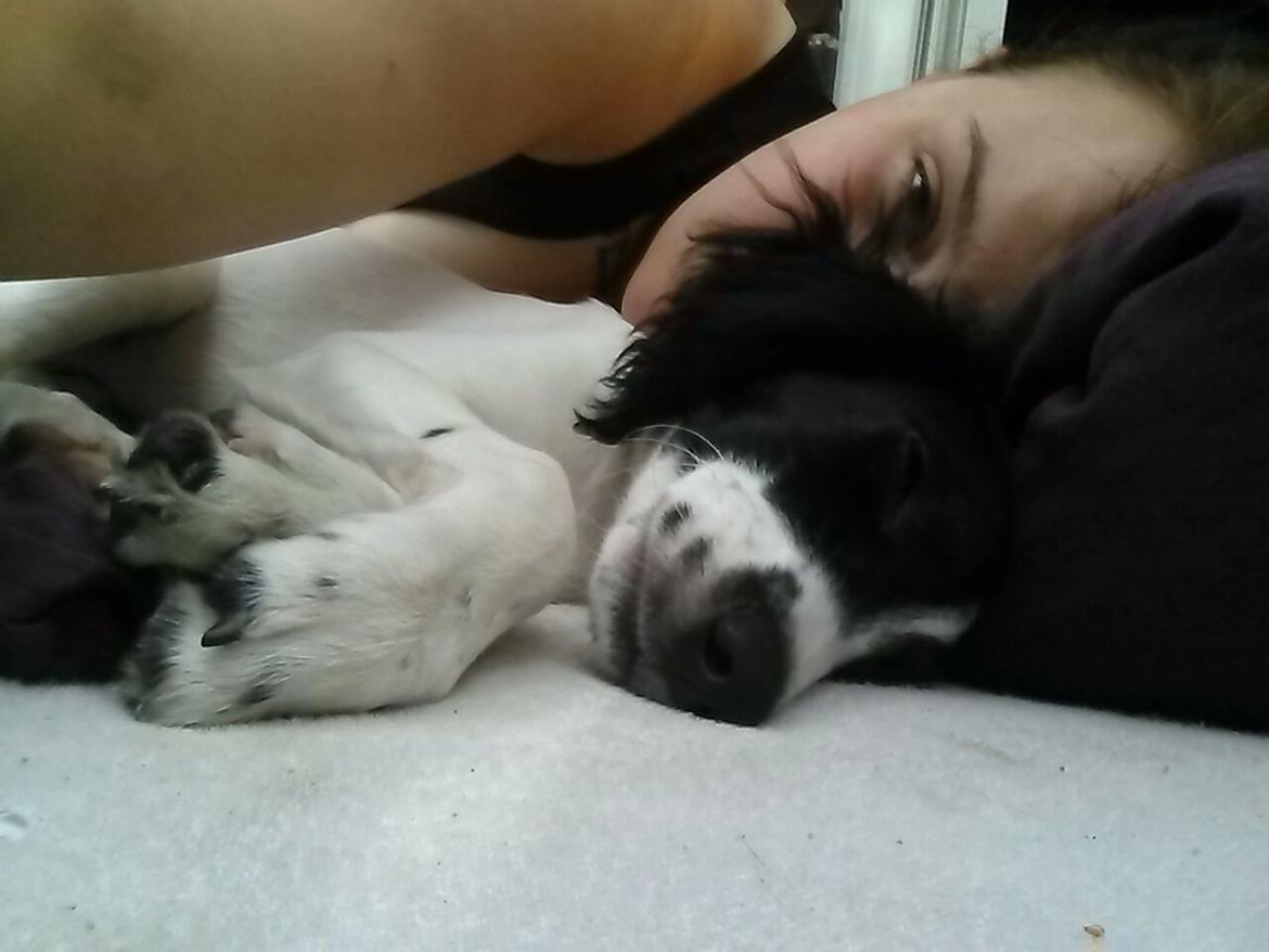 Blanding af racer Eddie Aka dynedyret billede 13