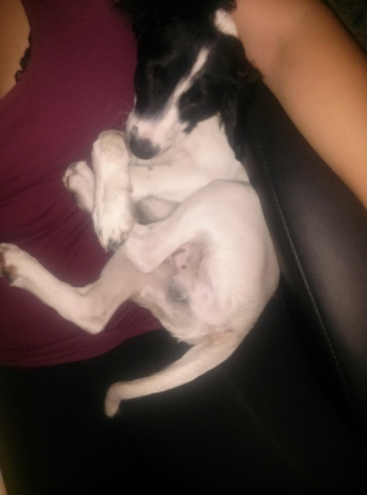 Blanding af racer Eddie Aka dynedyret billede 14