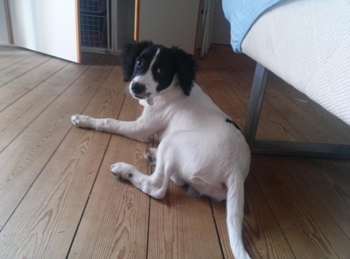 Blanding af racer Eddie Aka dynedyret billede 15