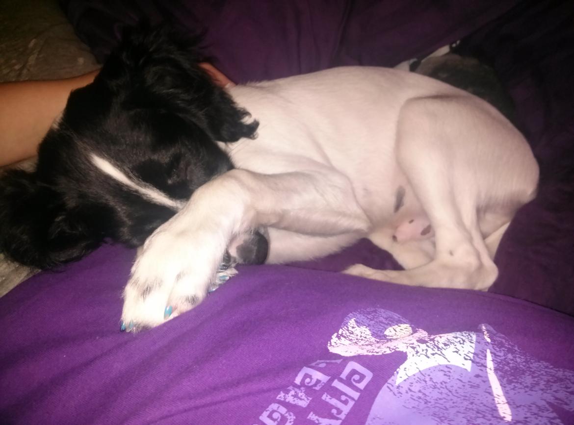 Blanding af racer Eddie Aka dynedyret billede 16