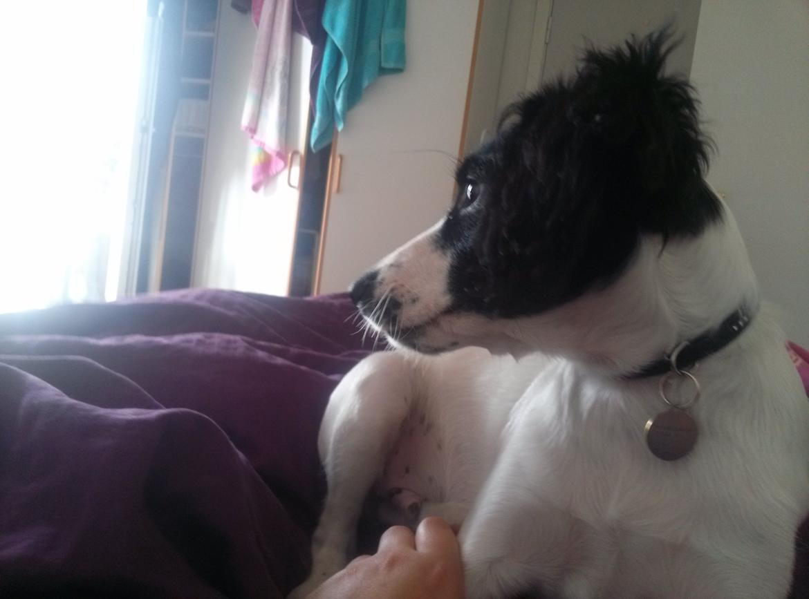 Blanding af racer Eddie Aka dynedyret billede 17