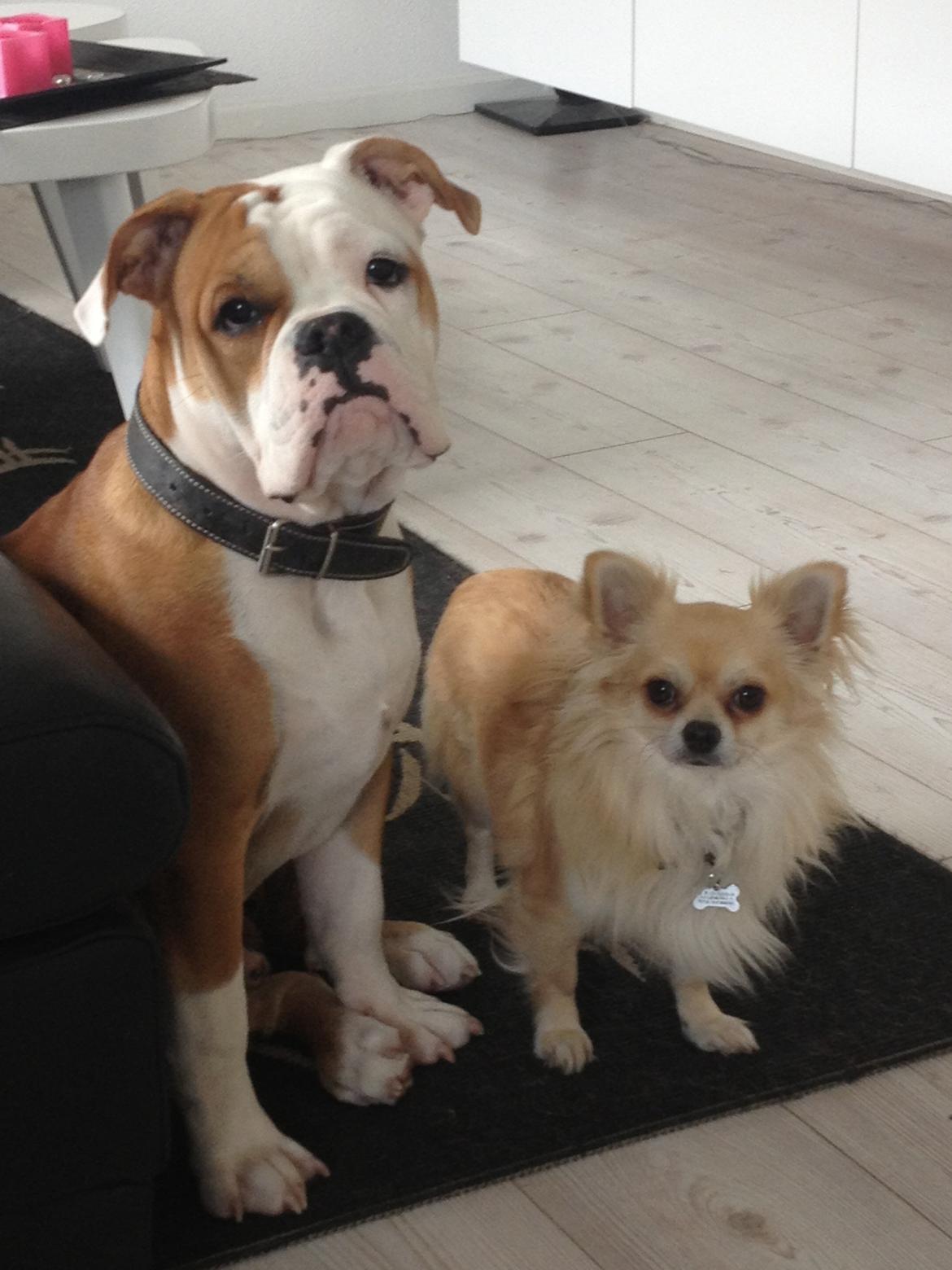 Chihuahua "Big" Mac billede 21