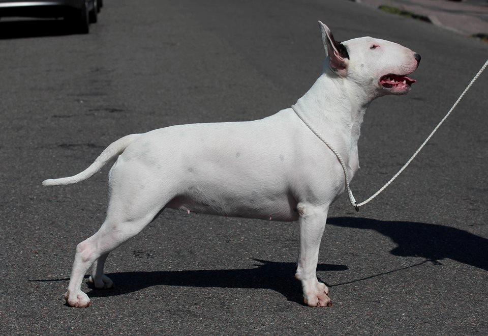 Bullterrier Amy - Amy 16.08.13 billede 5