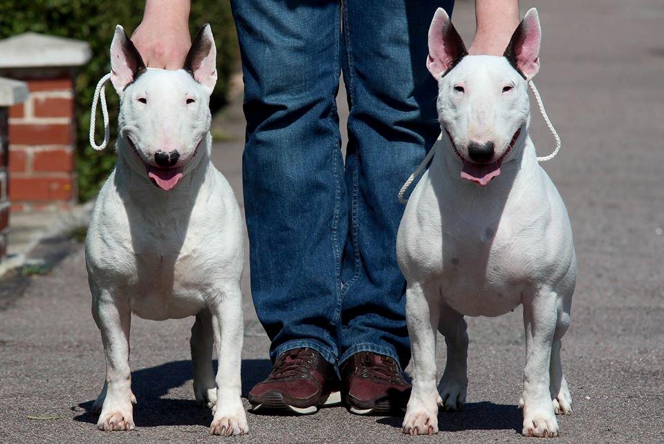 Bullterrier Amy - Maggie og Amy 16.08.13 billede 6