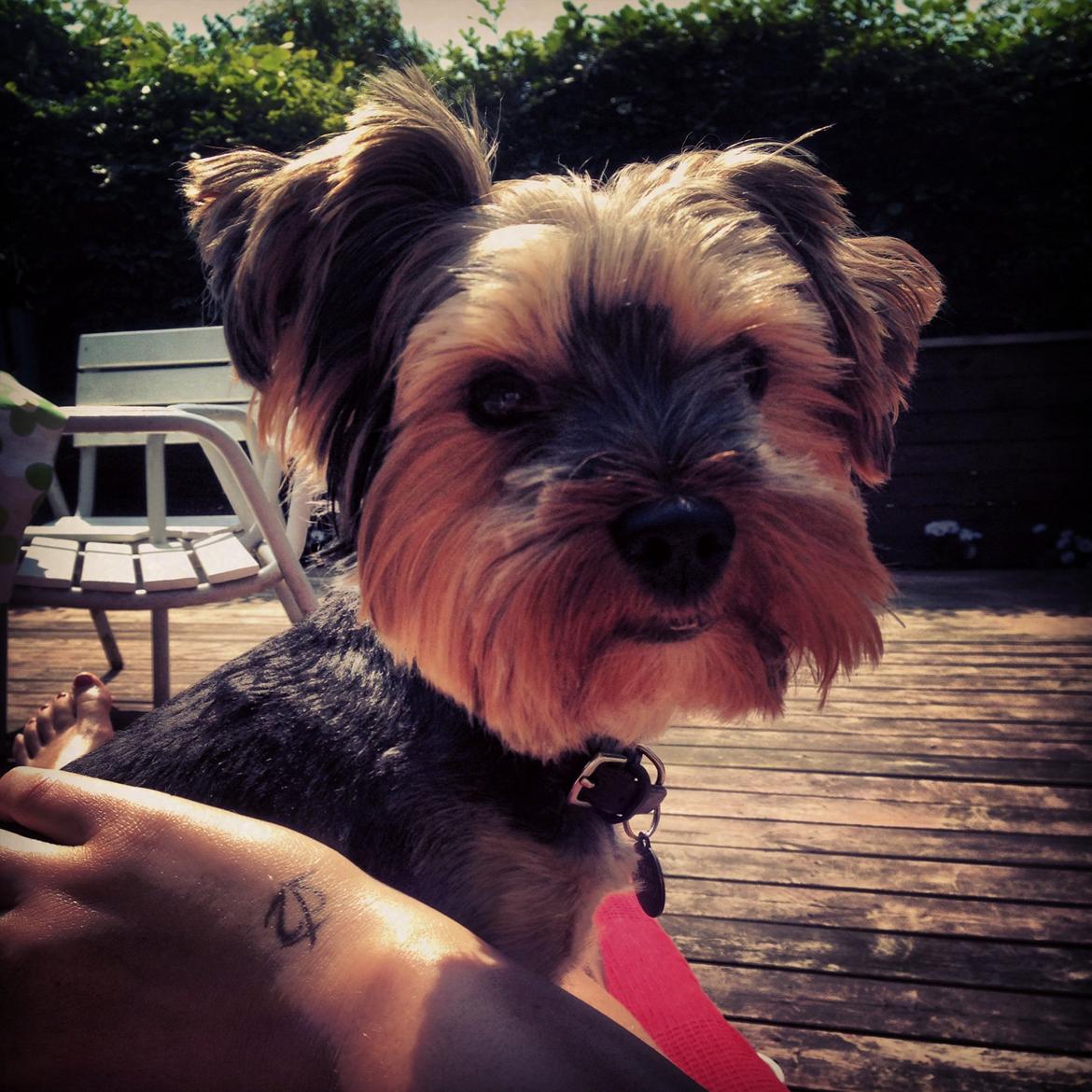 Yorkshire terrier Lucas billede 1
