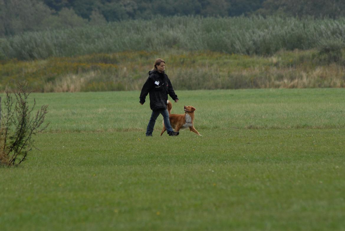 Nova scotia duck tolling retriever Redborn first Contact (Dixie) [Himmelhund] - Kredskonkurrence d. 18/8 2013 (1 år + 8 måneder) billede 18