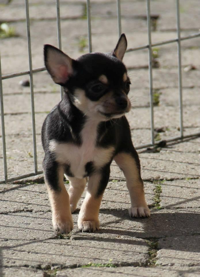 Chihuahua Destiny By Hinz billede 1