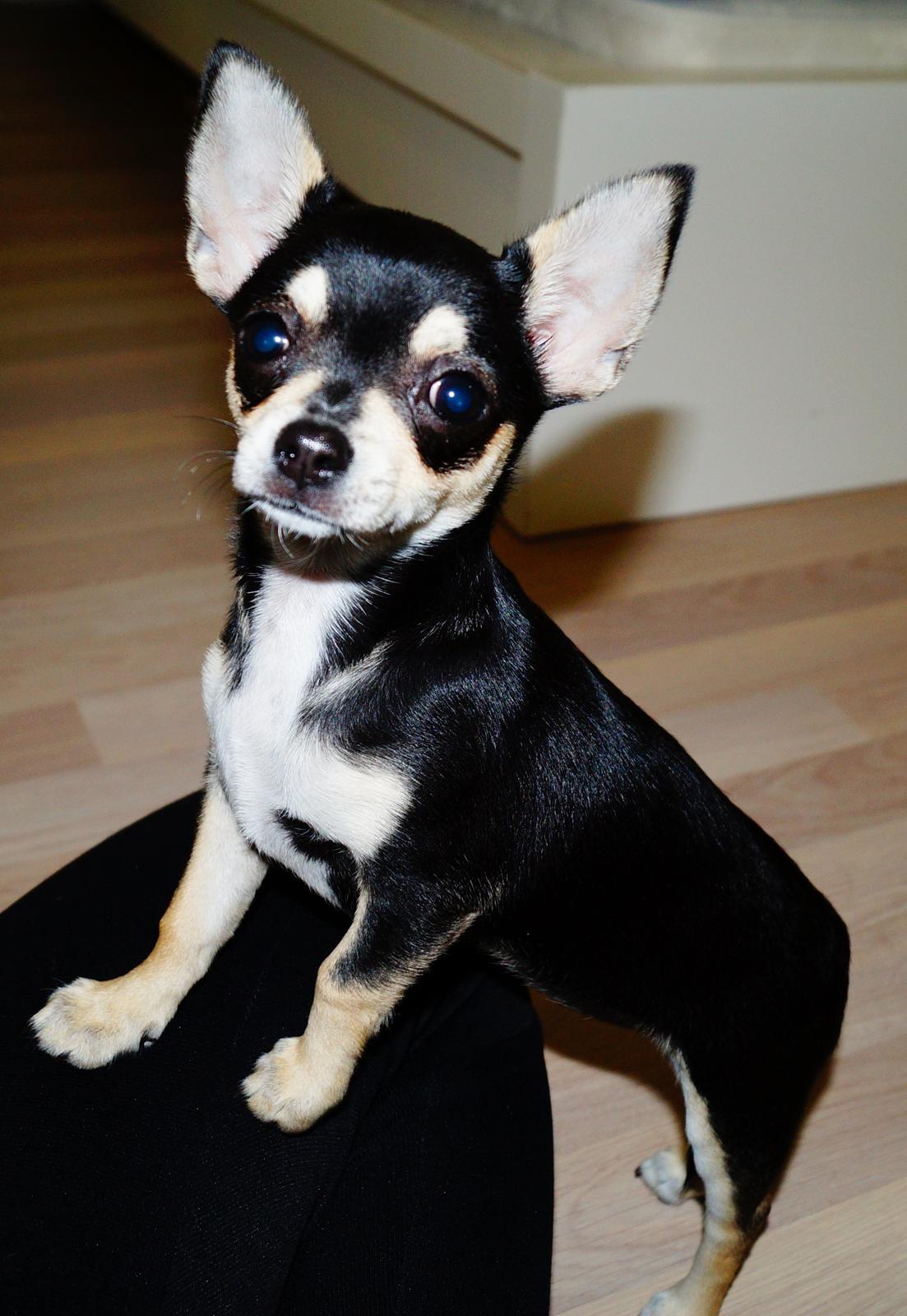 Chihuahua Destiny By Hinz billede 2