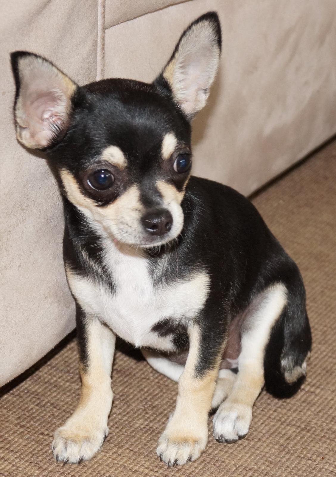 Chihuahua Destiny By Hinz billede 3