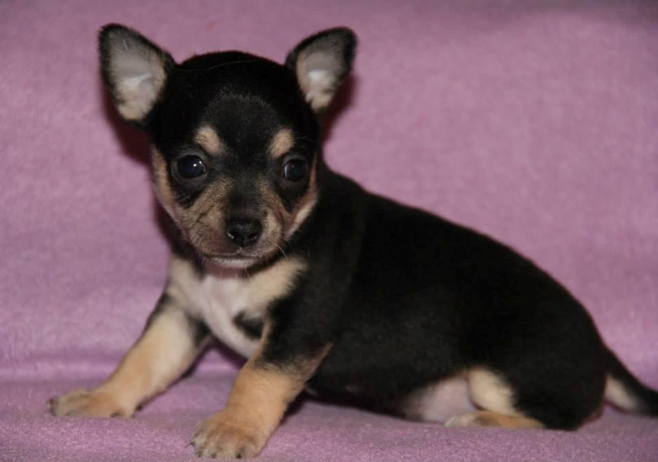 Chihuahua Destiny By Hinz billede 4