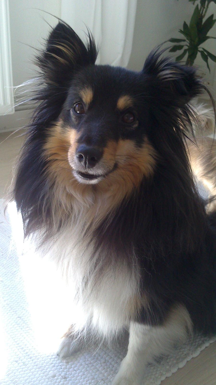 Shetland sheepdog Macons Annabell {himmelhund}  billede 13