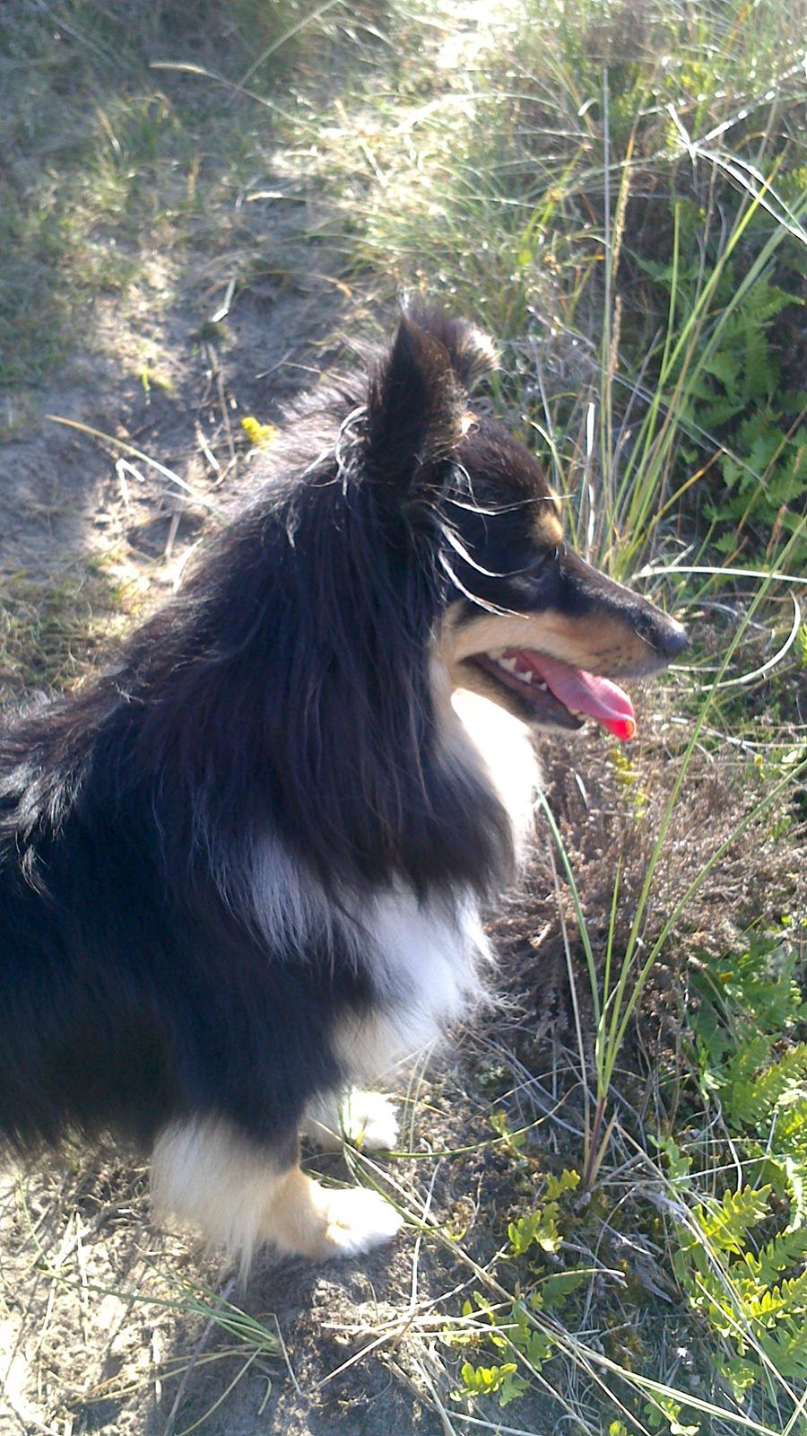 Shetland sheepdog Macons Annabell {himmelhund}  billede 15