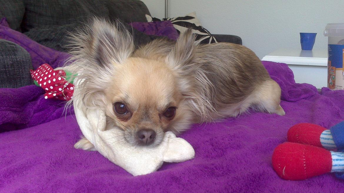 Chihuahua Trille billede 9