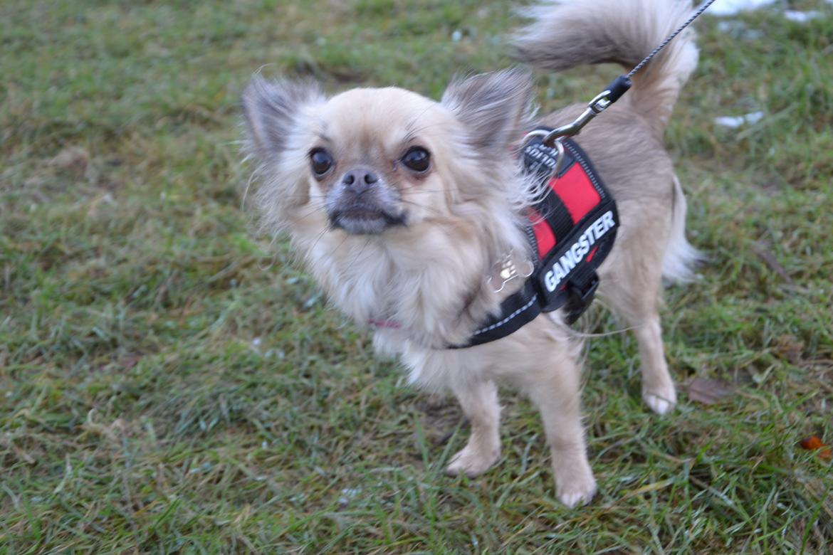 Chihuahua Trille billede 13