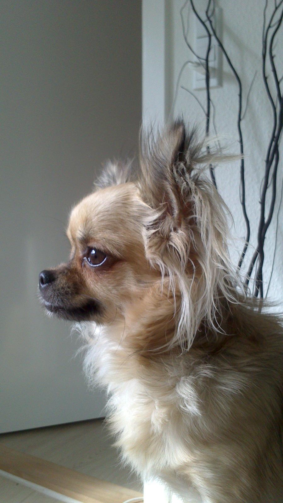 Chihuahua Trille billede 1