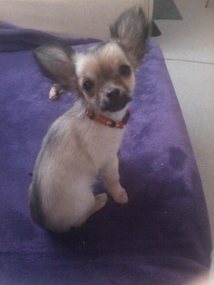 Chihuahua Trille - Trille 16 uger gammel. billede 4