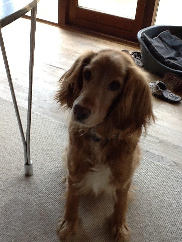 Blanding af racer Smilla billede 2