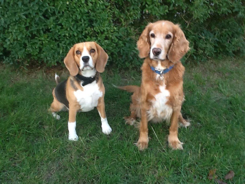 Blanding af racer Smilla billede 3