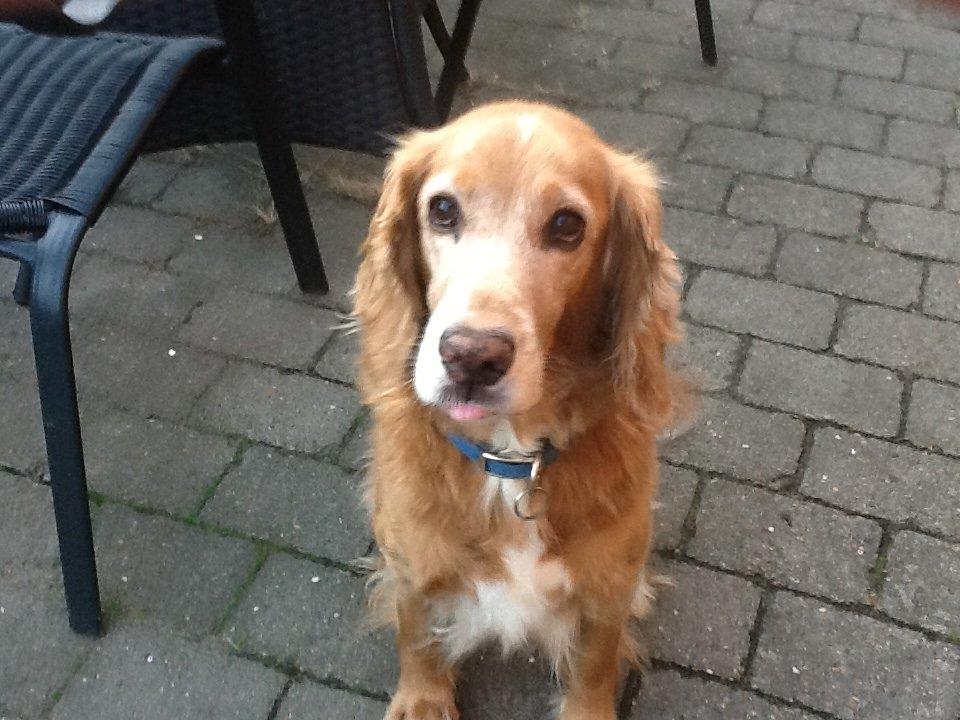 Blanding af racer Smilla billede 4