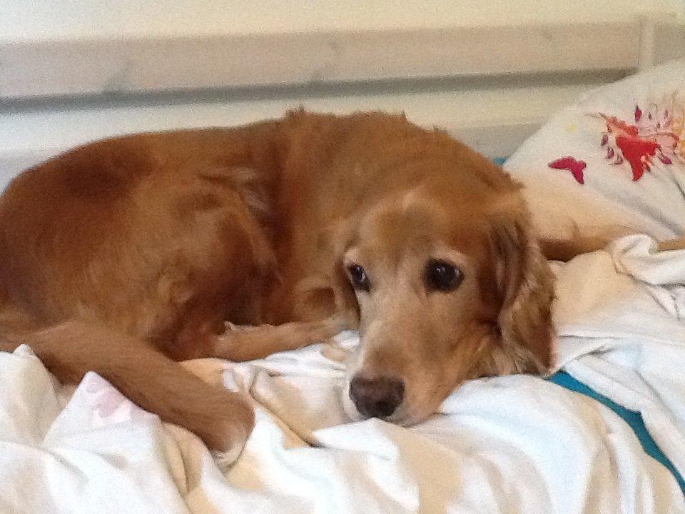 Blanding af racer Smilla billede 5