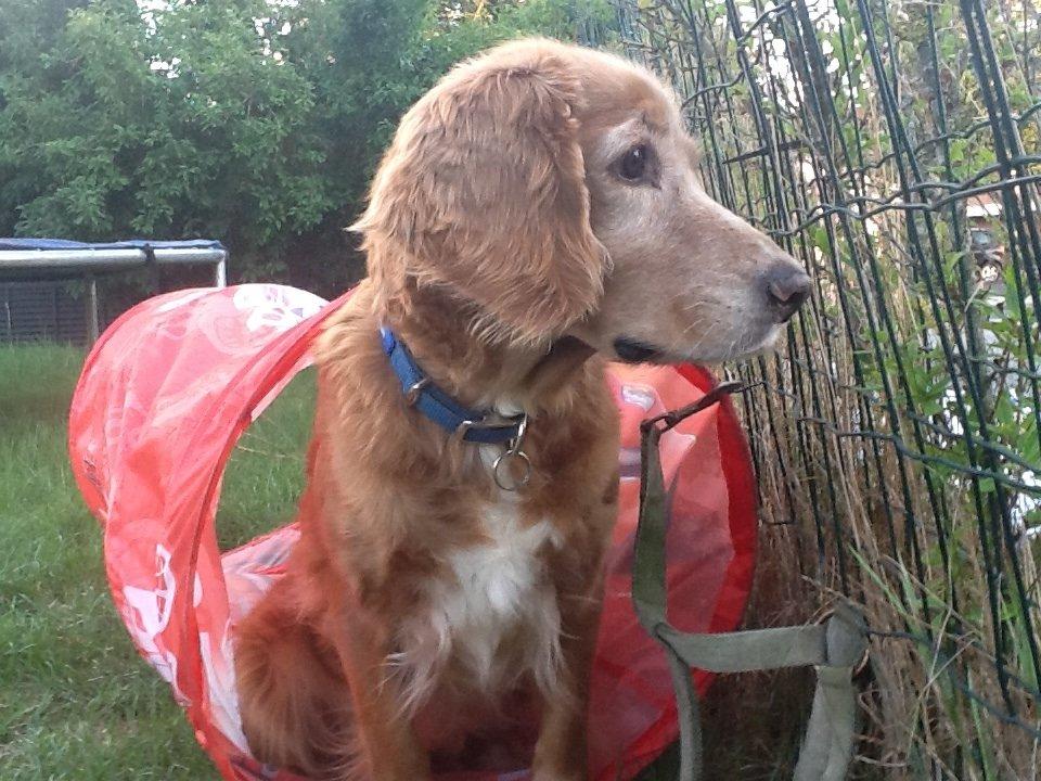 Blanding af racer Smilla billede 6