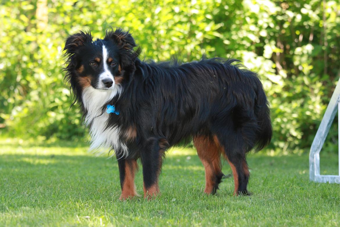 Miniature American Shepherd Hobie - Hobie 15 måneder billede 1