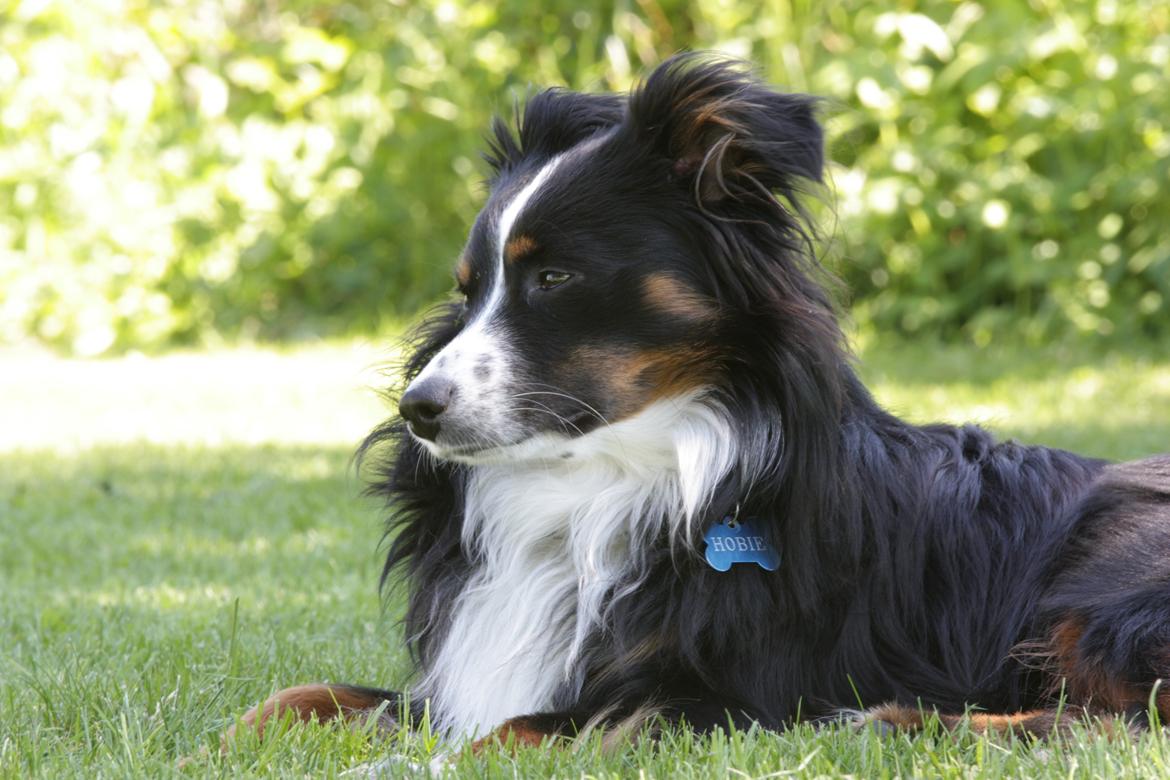 Miniature American Shepherd Hobie - Hobie 15 måneder billede 2
