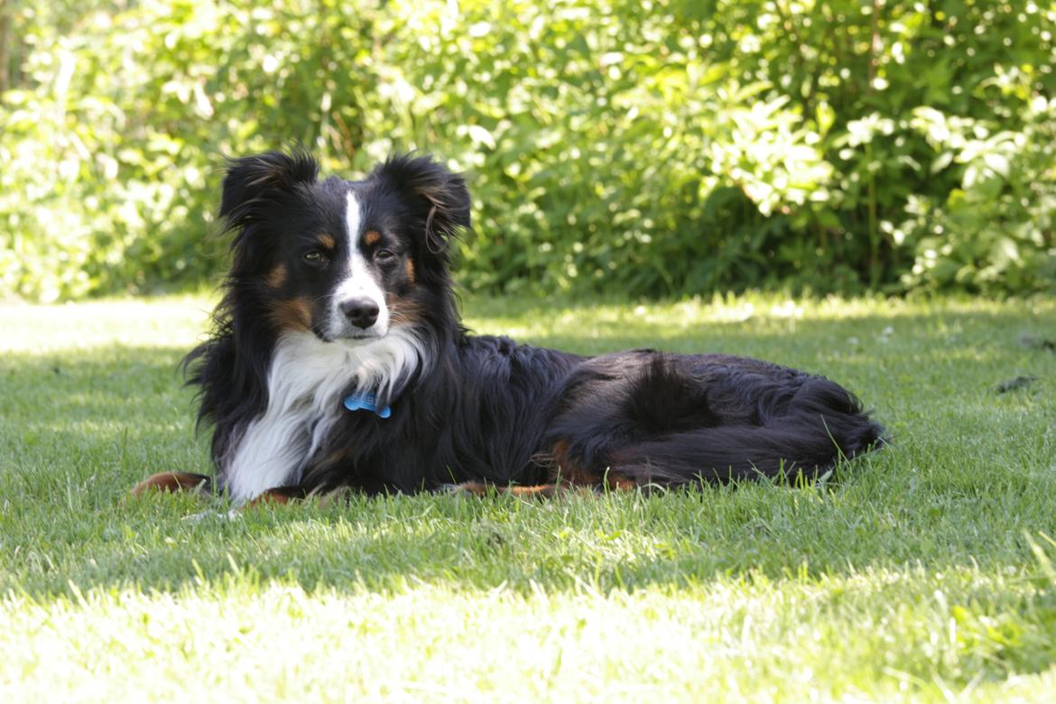 Miniature American Shepherd Hobie - Hobie 15 måneder.
Køler i skyggen og holder udkik med hvad der sker på vejen. billede 3