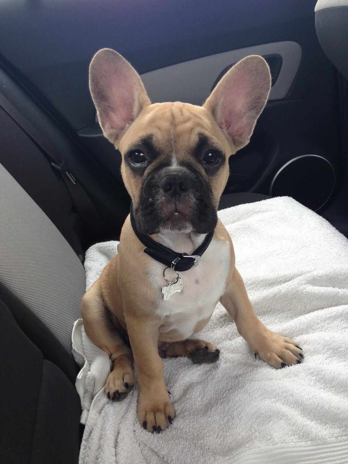 Fransk bulldog Joe - Så er vi lige på vej en tur i skoven.. :) billede 25