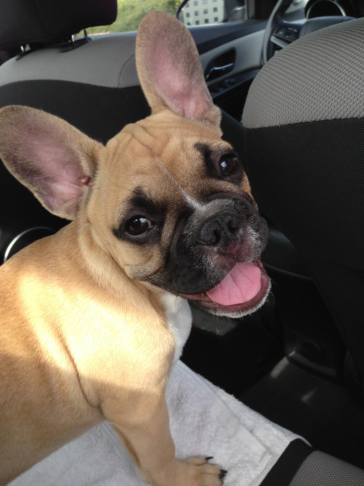 Fransk bulldog Joe - Smiiill.. :) billede 23