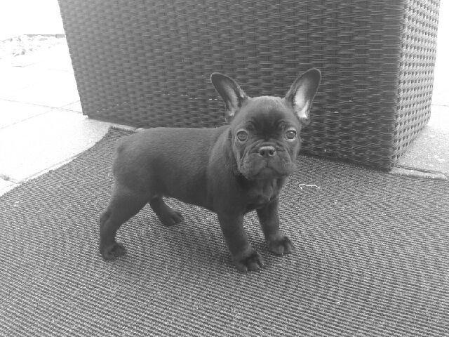 Fransk bulldog Dollar billede 1